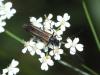 Oedemera pthysica